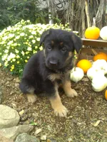 Maverick, a male German Shepherd Dog for sale in Millersburg, OH – 3 of 6