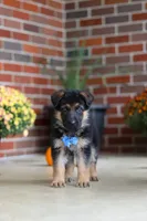 Mason, a male German Shepherd Dog for sale in Millersburg, OH – 3 of 10