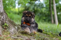 Brian, a male German Shepherd Dog for sale in Millersburg, OH – 5 of 10