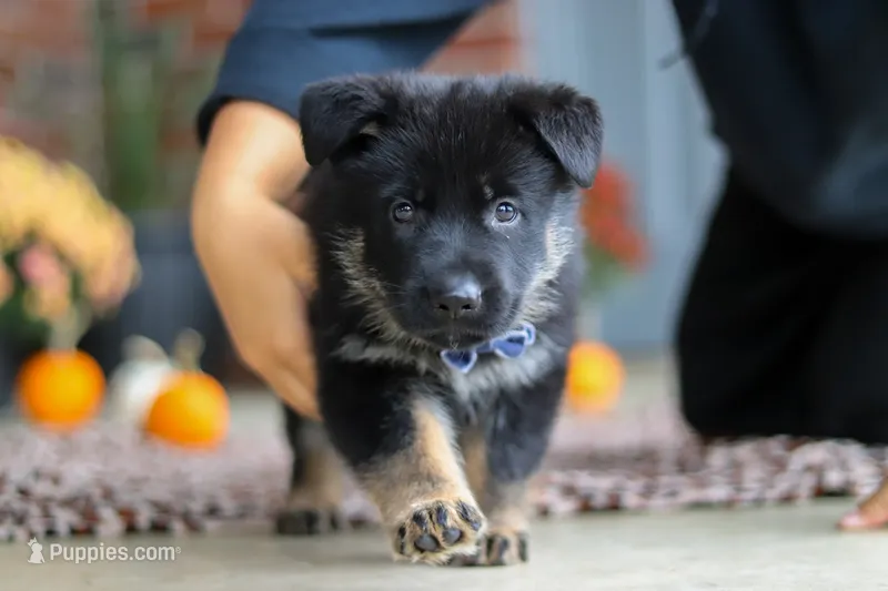 Mikah – German Shepherd Dog puppy for sale in Millersburg, OH