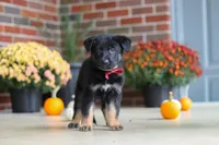 Matthias, a male German Shepherd Dog for sale in Millersburg, OH – 5 of 9