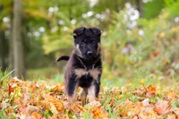 Renita, a female German Shepherd Dog for sale in Millersburg, OH – 4 of 6