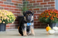 Mason, a male German Shepherd Dog for sale in Millersburg, OH – 2 of 10