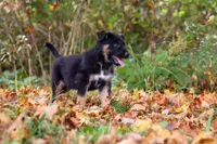 Randy, a male German Shepherd Dog for sale in Millersburg, OH – 7 of 10