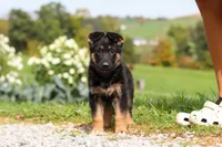 Rachelle, a female German Shepherd Dog for sale in Millersburg, OH – 4 of 7