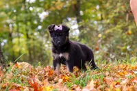 Rhonda, a female German Shepherd Dog for sale in Millersburg, OH – 3 of 8