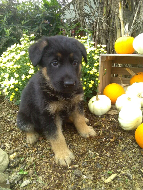 Maverick – German Shepherd Dog puppy for sale in Millersburg, OH