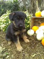 Maverick, a male German Shepherd Dog for sale in Millersburg, OH – 1 of 6