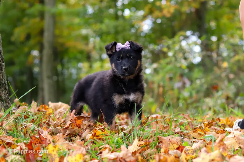 Rhonda – German Shepherd Dog puppy for sale in Millersburg, OH