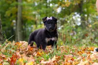 Rhonda, a female German Shepherd Dog for sale in Millersburg, OH – 1 of 8
