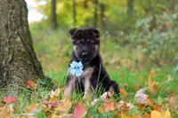 Richard, a male German Shepherd Dog for sale in Millersburg, OH – 2 of 6