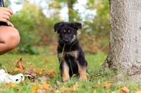 Ronnie, a male German Shepherd Dog for sale in Millersburg, OH – 3 of 6
