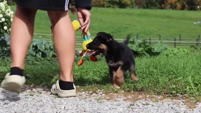 Rachelle, a female German Shepherd Dog for sale in Millersburg, OH – 7 of 7