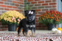 Molly, a female German Shepherd Dog for sale in Millersburg, OH – 3 of 10