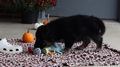 Mikah, a male German Shepherd Dog for sale in Millersburg, OH – 8 of 8