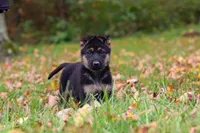 Rocket, a male German Shepherd Dog for sale in Millersburg, OH – 2 of 7