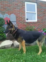 Molly, a female German Shepherd Dog for sale in Millersburg, OH – 8 of 10
