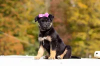 Renae, a female German Shepherd Dog for sale in Millersburg, OH – 4 of 10