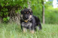 Bruiser, a male German Shepherd Dog for sale in Millersburg, OH – 3 of 8