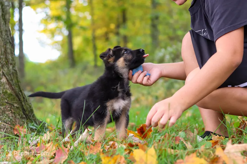 Richard – German Shepherd Dog puppy for sale in Millersburg, OH