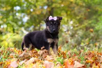 Rosalie, a female German Shepherd Dog for sale in Millersburg, OH – 5 of 8