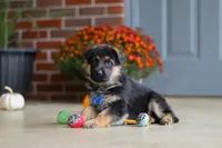Mason, a male German Shepherd Dog for sale in Millersburg, OH – 5 of 10