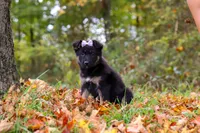 Rhonda, a female German Shepherd Dog for sale in Millersburg, OH – 5 of 8