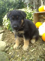 Maverick, a male German Shepherd Dog for sale in Millersburg, OH – 4 of 6