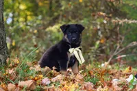 Randy, a male German Shepherd Dog for sale in Millersburg, OH – 3 of 10