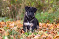 Randy, a male German Shepherd Dog for sale in Millersburg, OH – 2 of 10