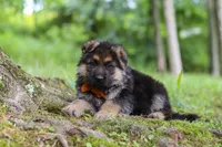 Brian, a male German Shepherd Dog for sale in Millersburg, OH – 3 of 10