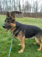 Maverick, a male German Shepherd Dog for sale in Millersburg, OH – 5 of 6