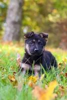 Rosalie, a female German Shepherd Dog for sale in Millersburg, OH – 1 of 8