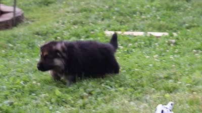Brian, a male German Shepherd Dog for sale in Millersburg, OH – 10 of 10