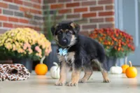 Miles, a male German Shepherd Dog for sale in Millersburg, OH – 6 of 9