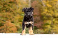 Renae, a female German Shepherd Dog for sale in Millersburg, OH – 8 of 10