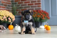 Miles, a male German Shepherd Dog for sale in Millersburg, OH – 2 of 9