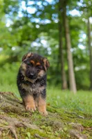 Briella, a female German Shepherd Dog for sale in Millersburg, OH – 3 of 9