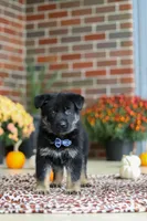 Mikah, a male German Shepherd Dog for sale in Millersburg, OH – 5 of 8