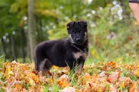 Renita, a female German Shepherd Dog for sale in Millersburg, OH – 2 of 6
