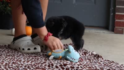 Molly, a female German Shepherd Dog for sale in Millersburg, OH – 10 of 10