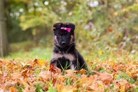Renita, a female German Shepherd Dog for sale in Millersburg, OH – 3 of 6