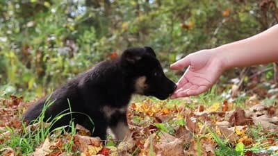 Rhonda, a female German Shepherd Dog for sale in Millersburg, OH – 6 of 8