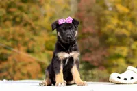 Renae, a female German Shepherd Dog for sale in Millersburg, OH – 3 of 10