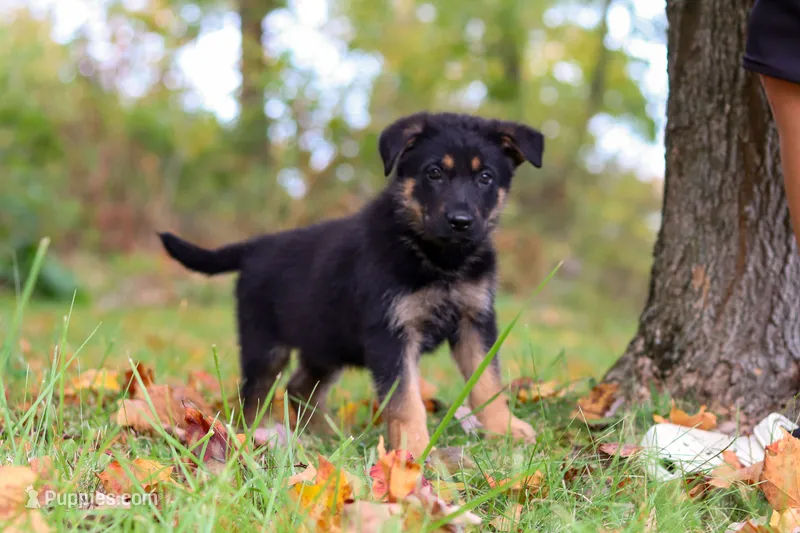 Ronnie – German Shepherd Dog puppy for sale in Millersburg, OH