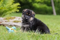 Buddy, a male German Shepherd Dog for sale in Millersburg, OH – 4 of 7