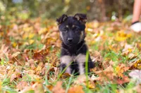 Rosalie, a female German Shepherd Dog for sale in Millersburg, OH – 2 of 8
