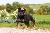 Rachelle, a female German Shepherd Dog for sale in Millersburg, OH – 6 of 7