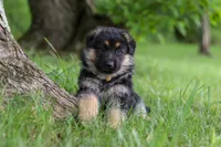 Bruiser, a male German Shepherd Dog for sale in Millersburg, OH – 2 of 8