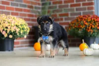 Mason, a male German Shepherd Dog for sale in Millersburg, OH – 7 of 10